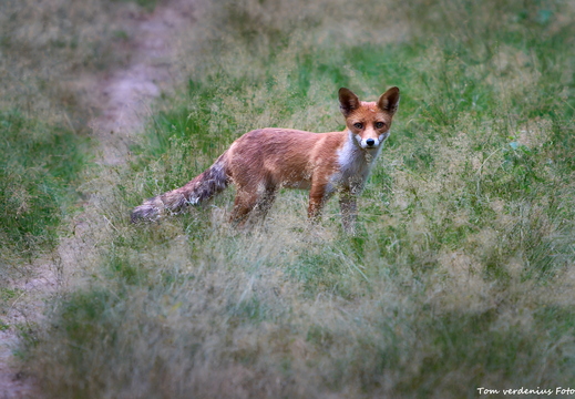Wildlife